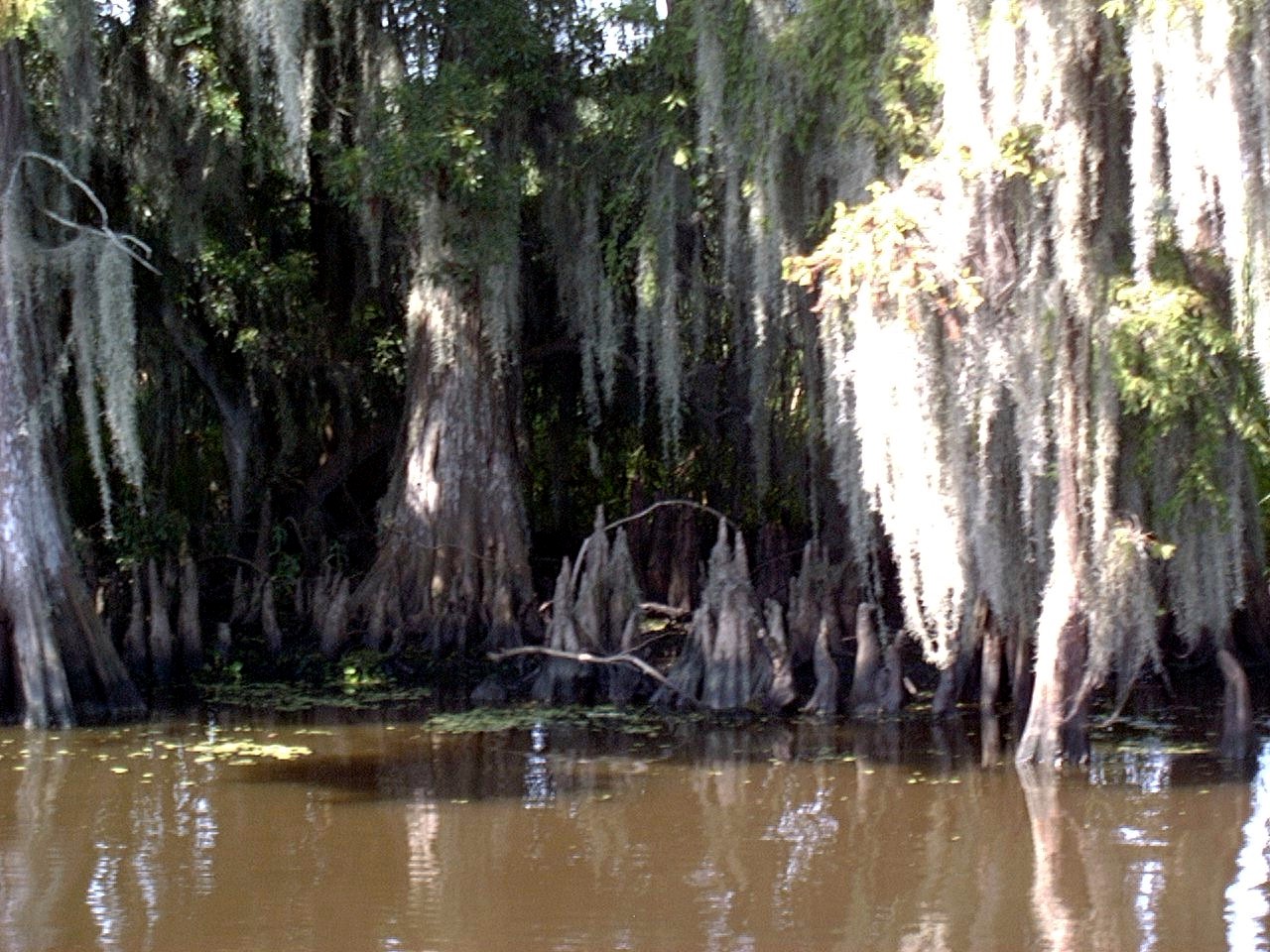 ../Images/8-2-02 Cypress Swamp Tour 23.jpg